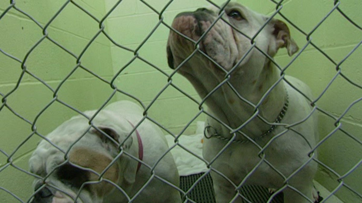 What Does ‘Bonded Pair’ Mean at an Animal Shelter? NBC Connecticut