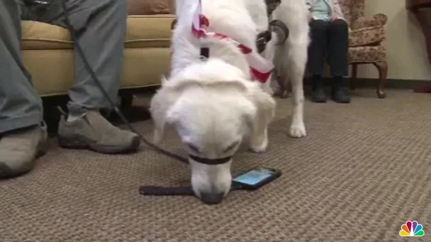 Biden Signs ‘Paws Act'