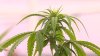 Connecticut Ahead of the Curve on Marijuana Possession Pardons