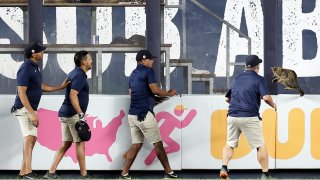 Grounds crew tries to wrangle cat