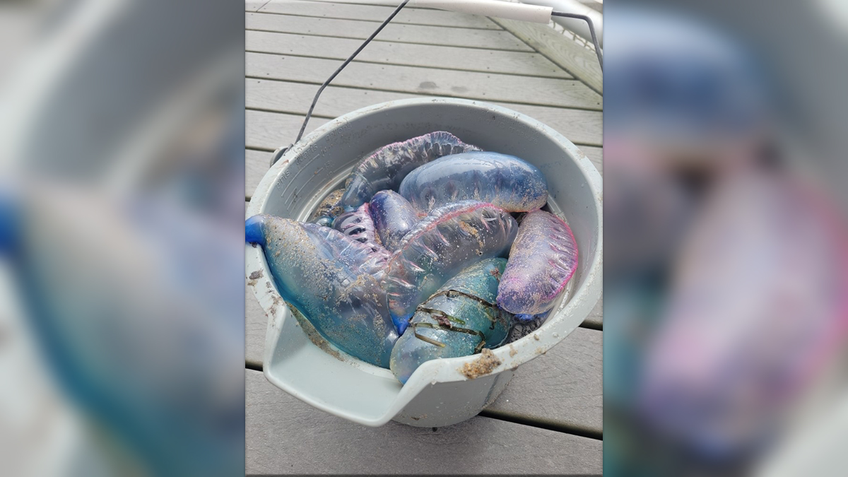 Portuguese Man O War Sighted On Rhode Island Beach Nbc Connecticut Portuguese Man O War Sighted On Rhode Island Beach Nbc Connecticut