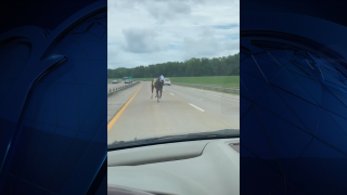 Bold and Bossy ran briefly onto Interstate 69
