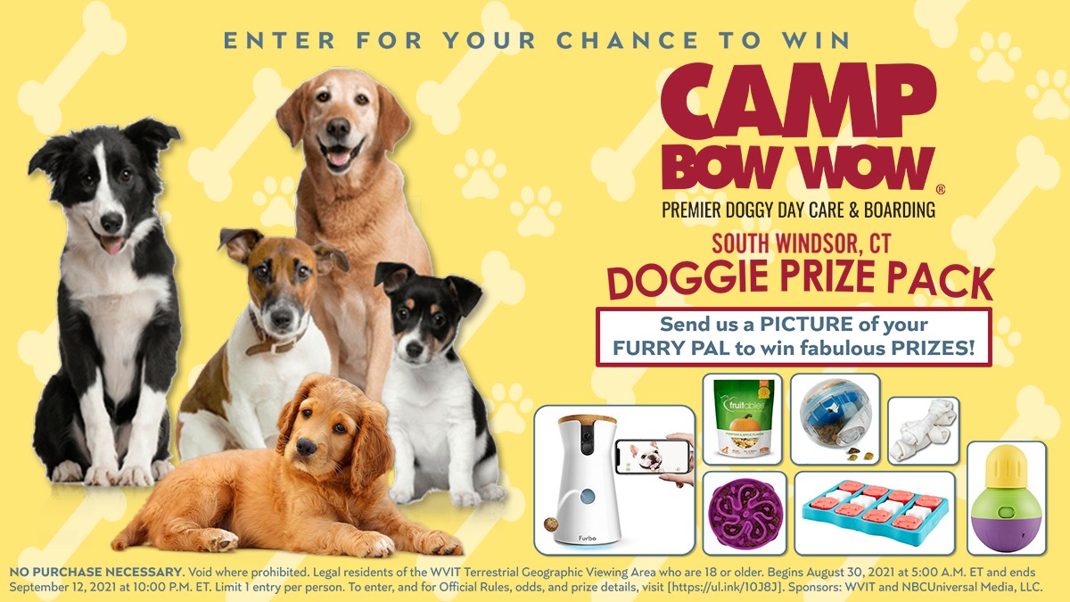 Camp Bow Wow Clear the Shelters 2021 Contest NBC Connecticut