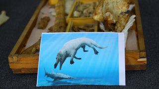 Egypt fossilized amphibious four-legged whale