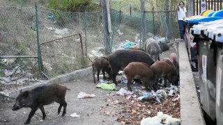 Wild boars eat garbage near trash bins in Rome, Sept. 24, 2021.