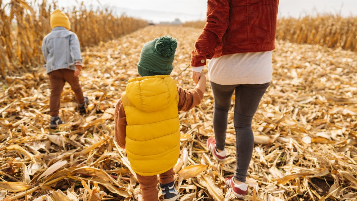 Fall Festivities Around The State - Vimarsana News