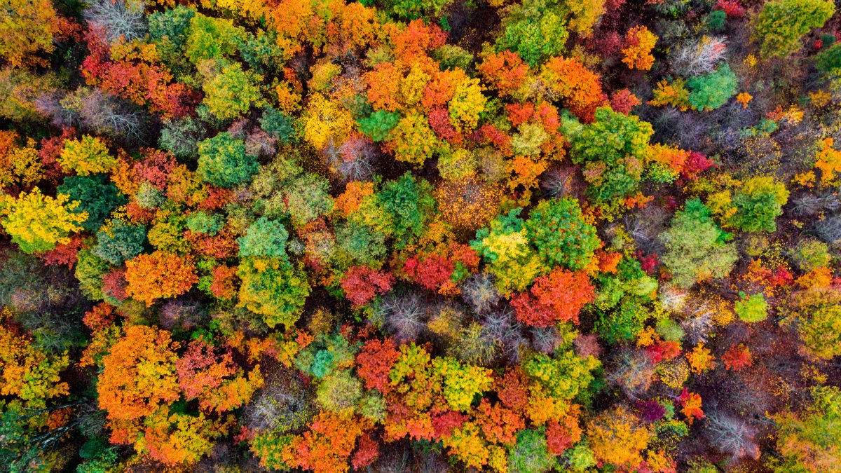 Climate Change Is Stalling the Process That Makes Leaves Change Color in the Fall – NBC Connecticut - Vimarsana News