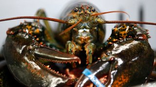 FILE - In this March 13, 2020 photo, a lobster is seen at a packing facility in Kennebunkport, Maine.