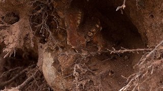 Skull in root matting on the New Haven Green in 2012