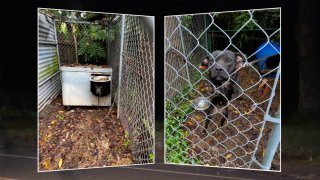 Police seized seven dogs from a home in Orange as part of an investigation into a dogfighting ring.