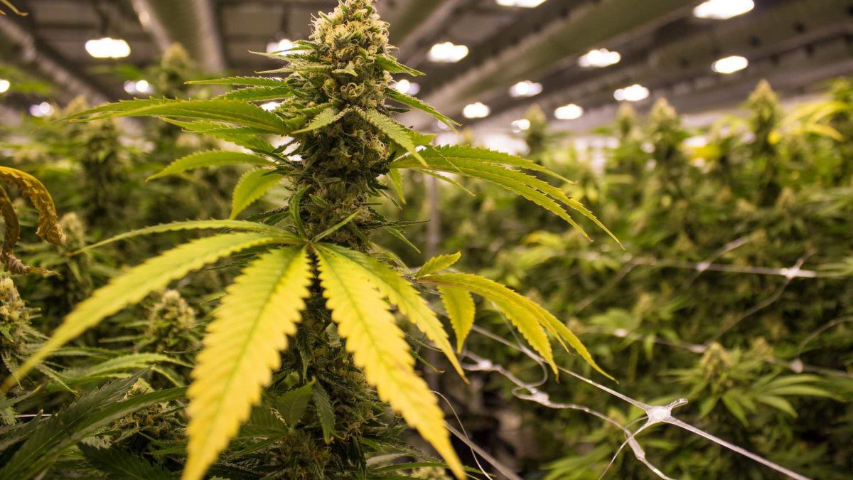 German Cannabis Firm Shares Pop After New Government Pledges to Legalize the Drug - Vimarsana News