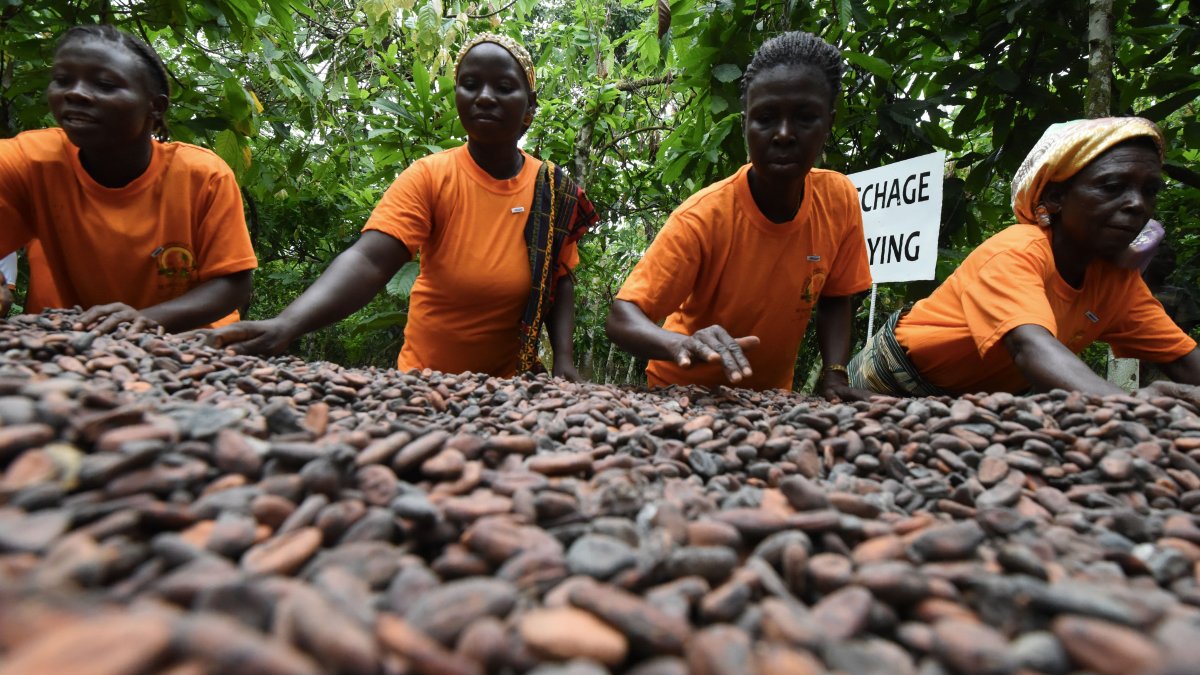 'It's Difficult to Feed Our Families': Volatile Cocoa Prices Are Pushing West African Farmers Further Into Poverty – NBC Connecticut - Vimarsana News
