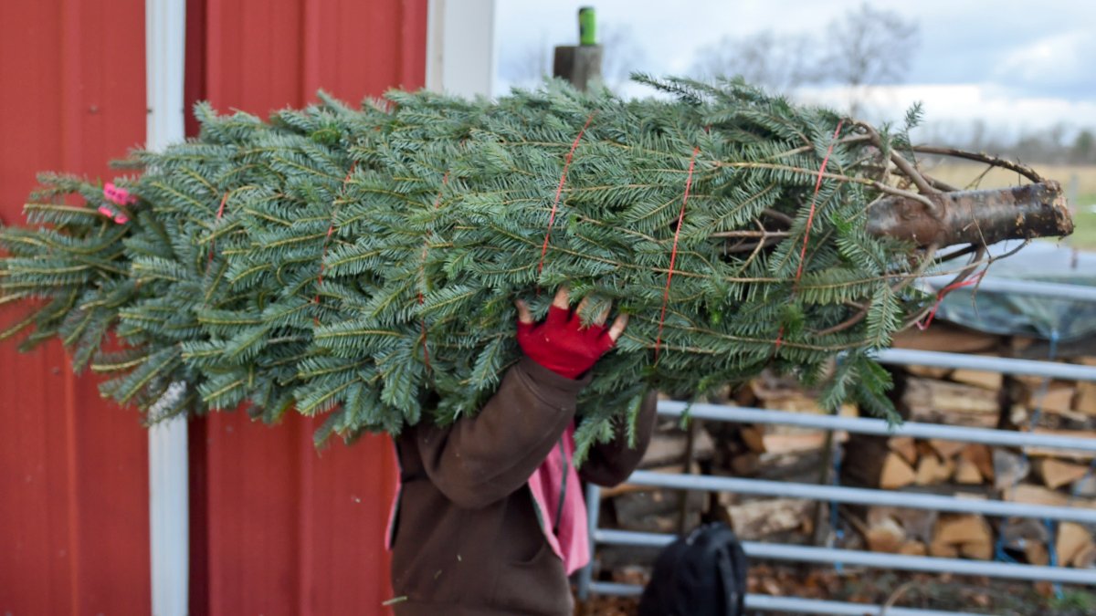 Christmas Tree Buyers Face Reduced Supplies, Higher Prices – NBC Connecticut - Vimarsana News