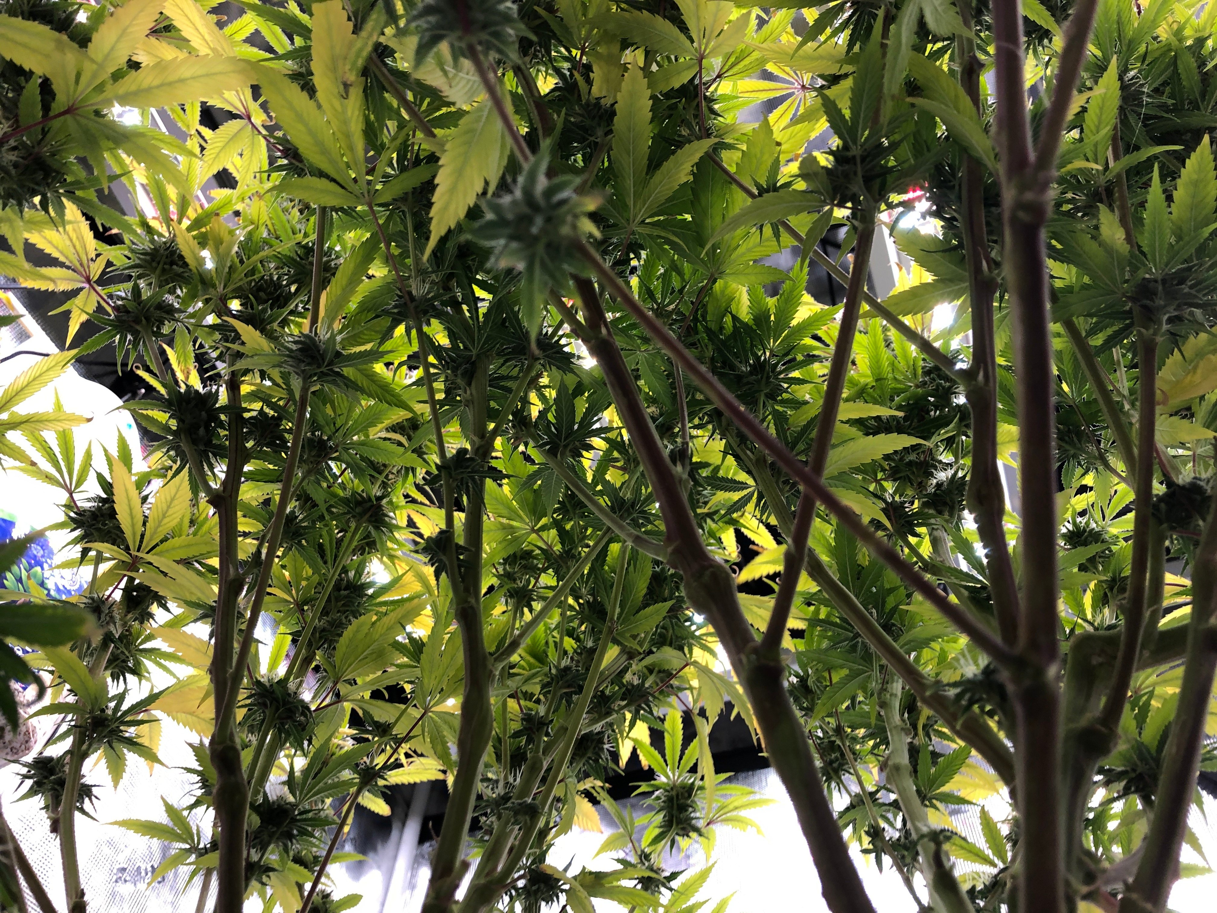 CT Social Equity Council Gives Go-Ahead to 16 Cannabis Cultivation Applicants - Vimarsana News