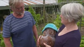 A New Zåealand couple may have discovered the world's largest potato.