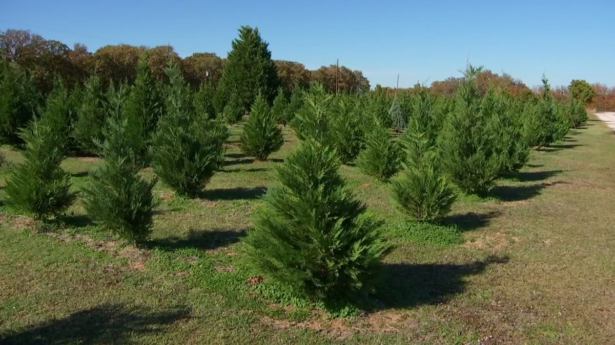 Ellington Fire Officials Cancel Christmas Tree Fundraiser Due to Shortage - Vimarsana News