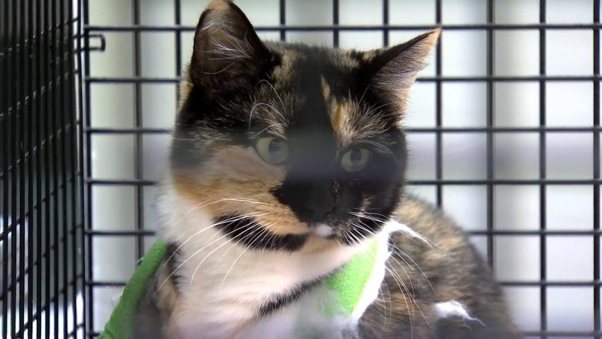 A cat with black and tan facial and body markings and a white underbelly.