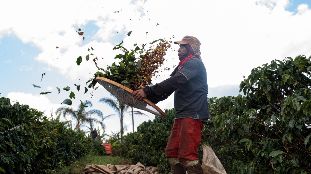 Coffee Production Hurts the Planet. Scientists Think They May Have Another Way - Vimarsana News