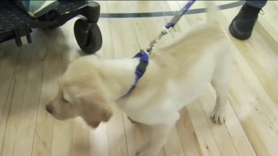 how do i choose a service dog