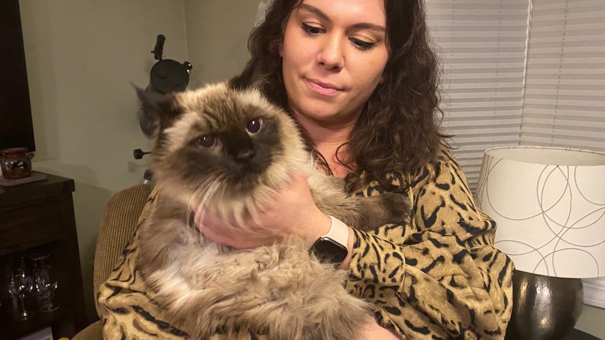'A Christmas Miracle': Missing Cat Found After Three Years in Bristol – NBC Connecticut - Vimarsana News