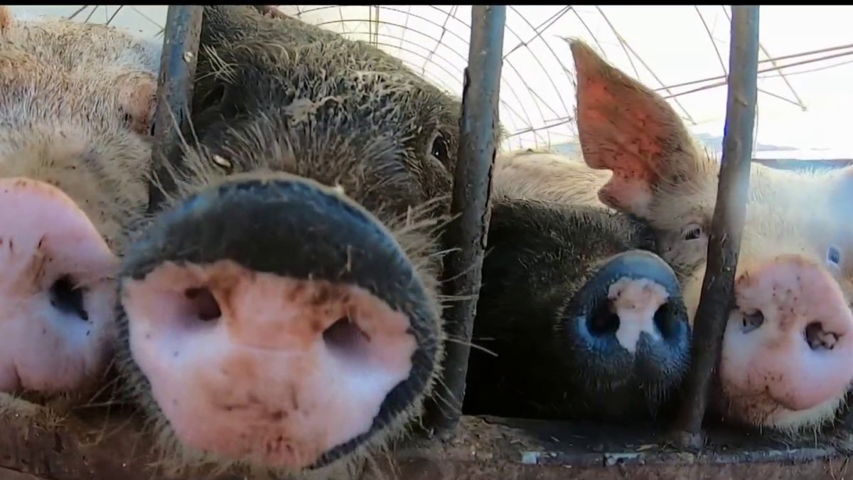 2022 Law Likely to Boost Pork Prices in California – NBC Connecticut - Vimarsana News