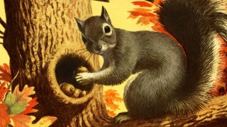 An illustration of a squirrel stashing nuts in a treet