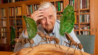 Harvard University Professor E.O. Wilson in his office at Harvard University in Cambridge, Massachusetts.