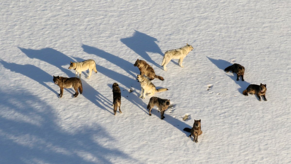 Montana Curbs Wolf Hunt After 23 From Yellowstone Killed – NBC Connecticut - Vimarsana News