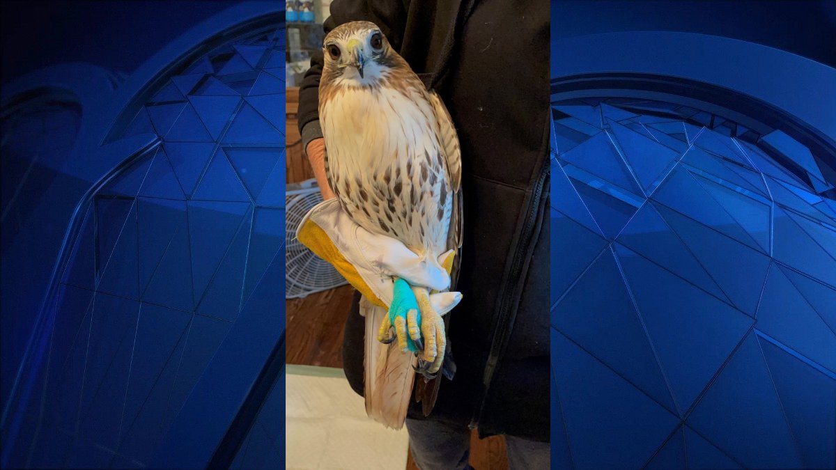 Red-Tailed Hawk Shot, On the Mend After Rescue in Oxford - Vimarsana News