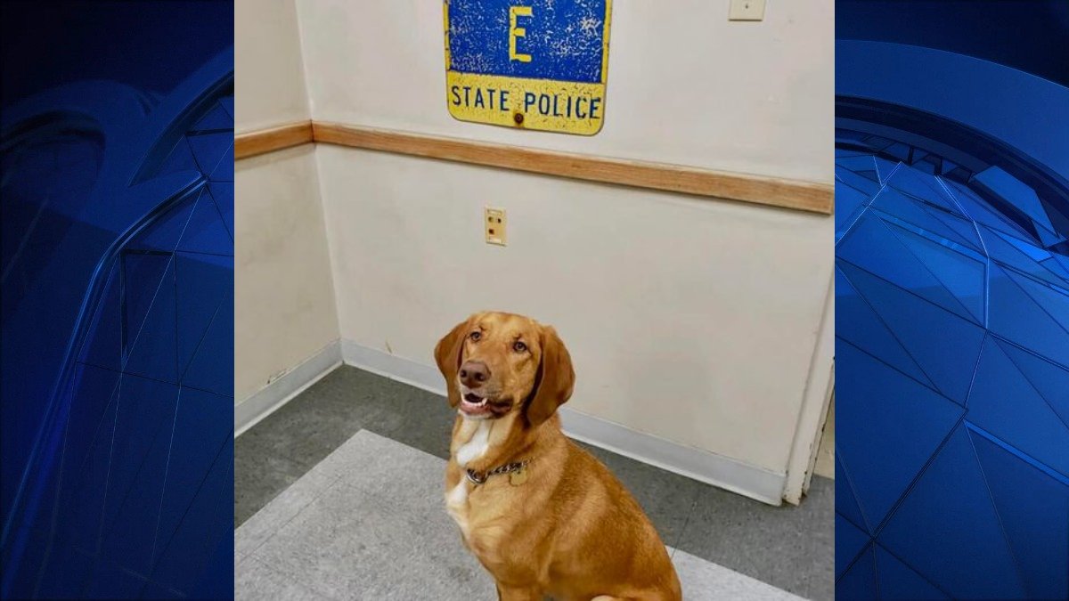 State Police K9 Finds Griswold Bank Robber Hiding From Police - Vimarsana News