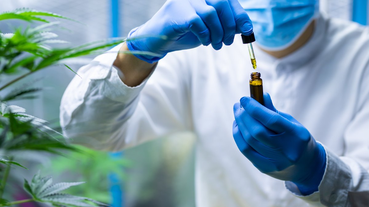 COVID-19 & Cannabis: Study Finds Hemp Compounds Prevent Coronavirus Infection – NBC Connecticut - Vimarsana News