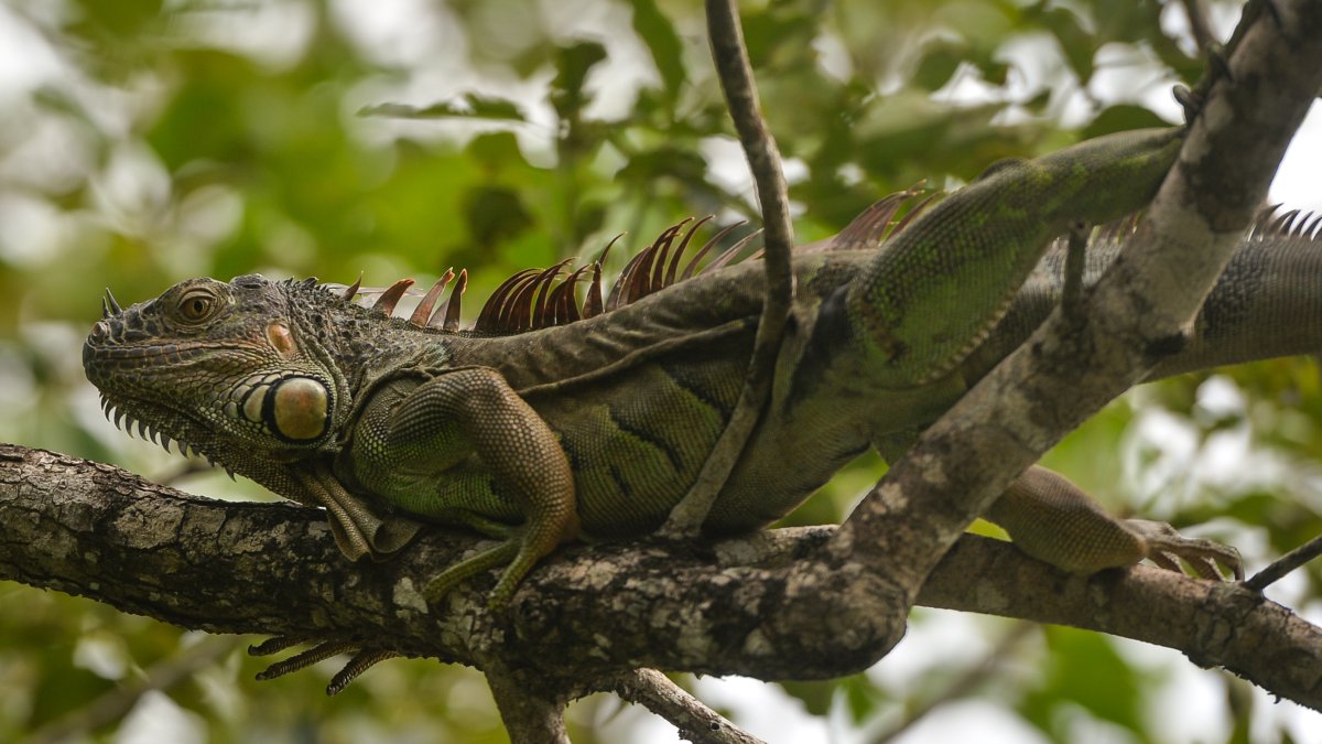 Frozen Iguanas Fall From Trees in Florida – NBC Connecticut - Vimarsana News