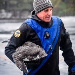 This photo provided by Michelle Handley, Bill Hanson of the Biodiversity Research Institute holds a loon after the bird was rescued from Sand Pond in the Tacoma Lakes on Sunday, Jan. 2, 2022, in Monmouth, Maine.