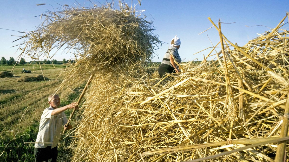 How a Russian Invasion of Ukraine, the 'Breadbasket of Europe,' Could Hit Supply Chains – NBC Connecticut - Vimarsana News