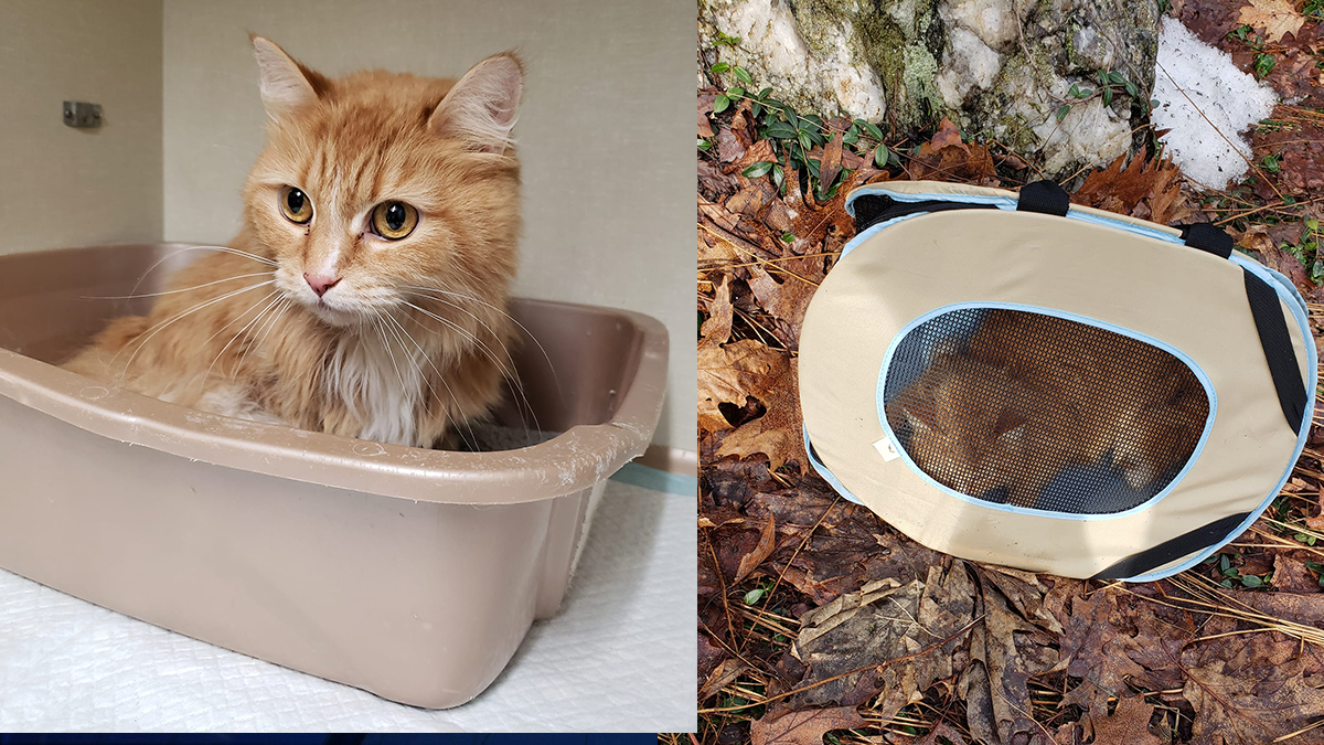 Cat in Pet Carrier Found in Ditch in Wolcott NBC Connecticut