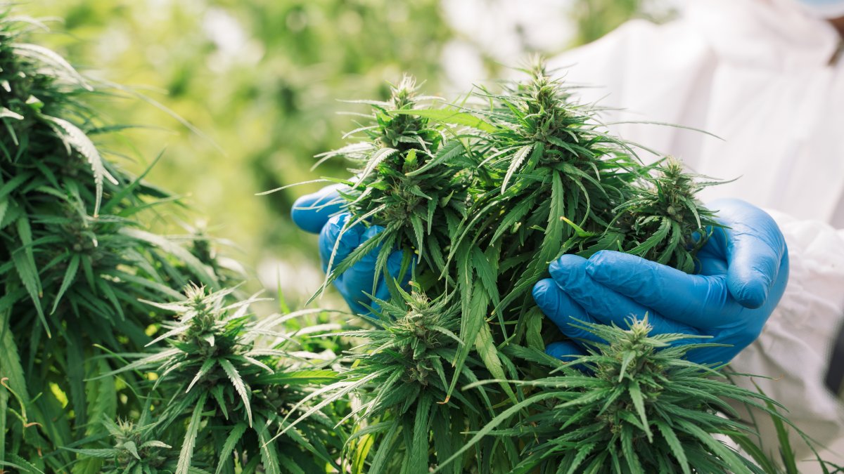 One Week After Recreational Use Sales Began, Cannabis Dispensaries Remain Busy - Vimarsana News