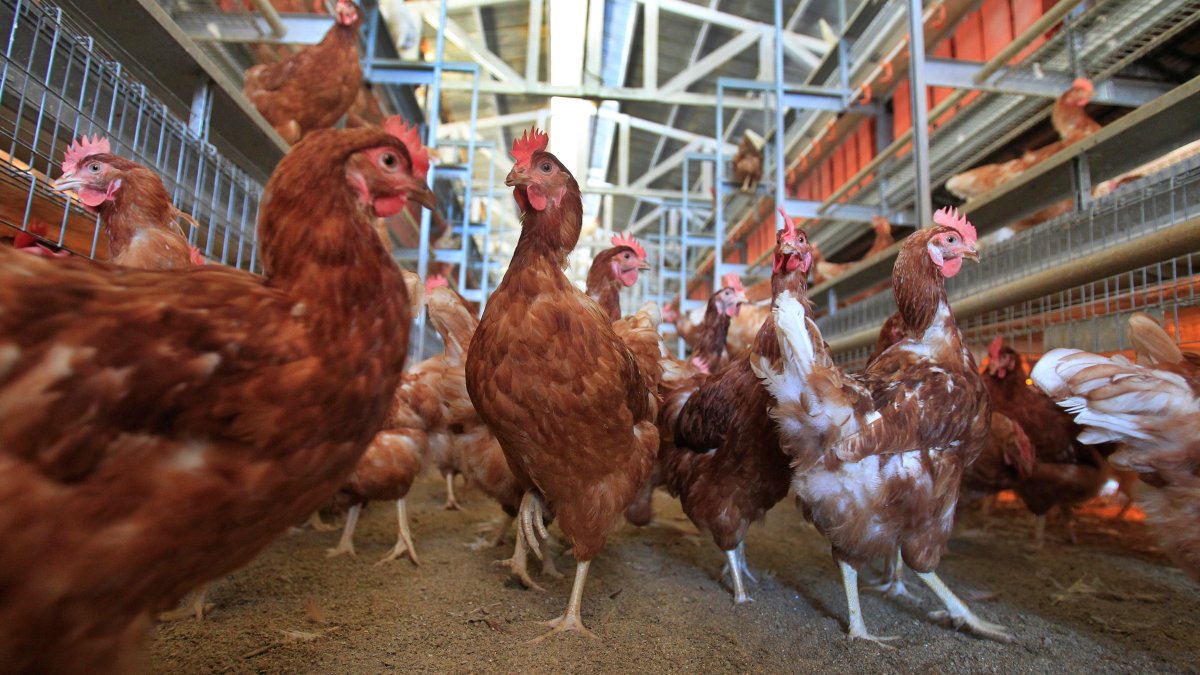 Cage-Free Chicken Efforts Score Surprising Success in Egg Industry – NBC Connecticut - Vimarsana News