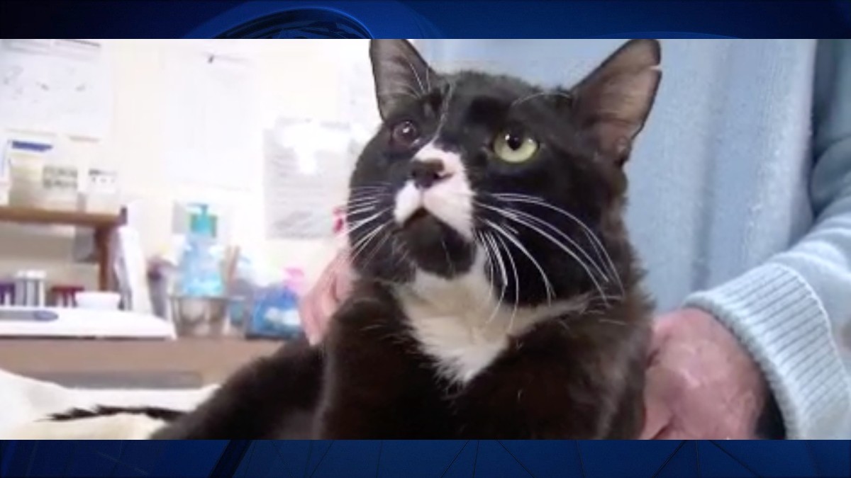 Cat With Injuries From Suspected Abuse Found Abandoned at Darien Rest