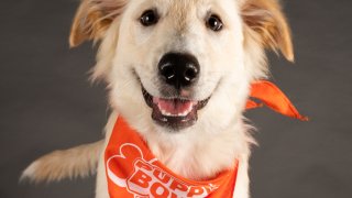 Magnolia, from Operation Paws of Homes, will be competing in Puppy Bowl XVIII for Team Ruff.