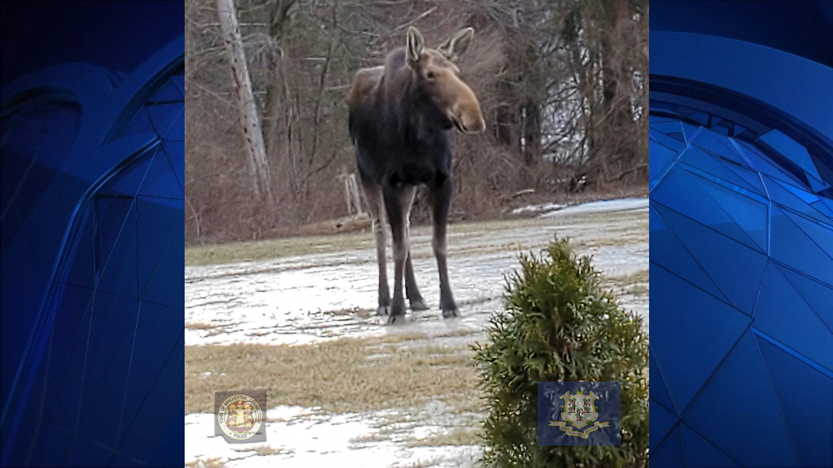 Moose Spotted in Winchester NBC Connecticut