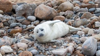 Seal pup on the shore