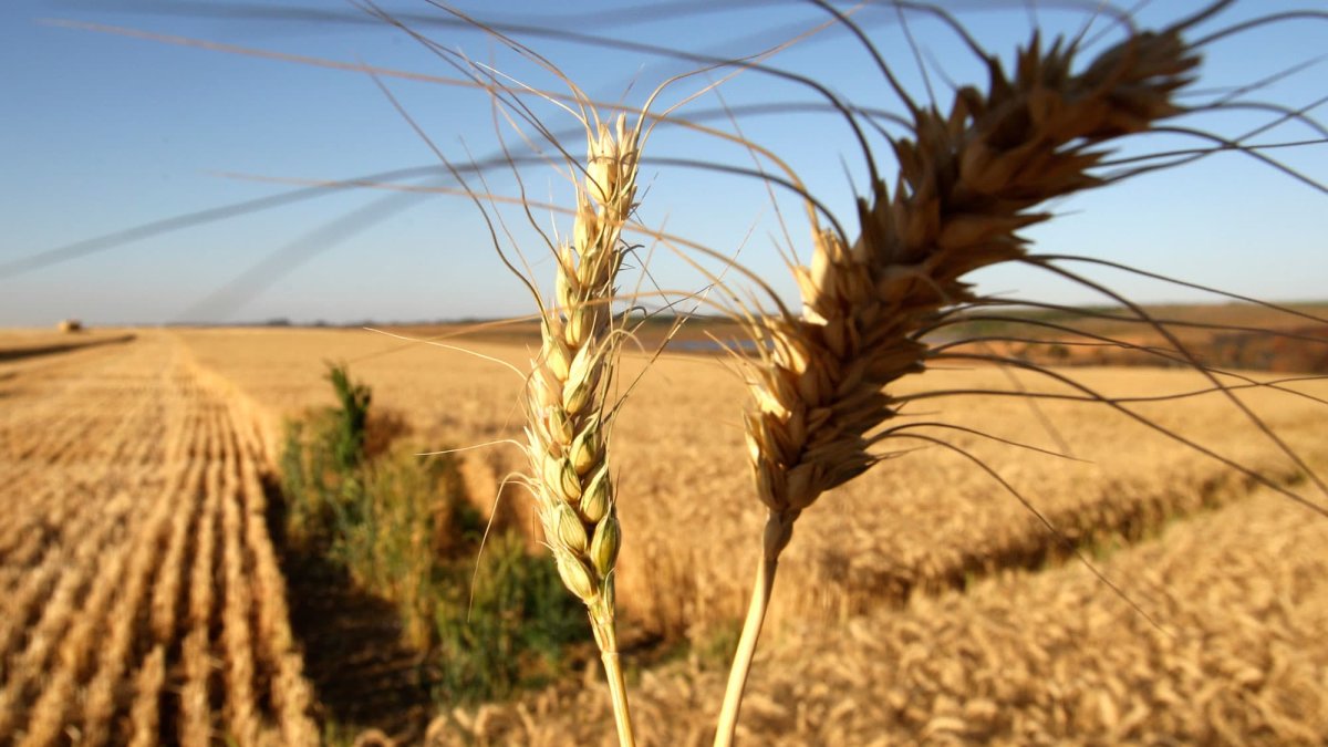 Agco CEO Says Russia-Ukraine War's Potential Consequences on Global Food Supply Is 'a Really Big Deal' – NBC Connecticut - Vimarsana News