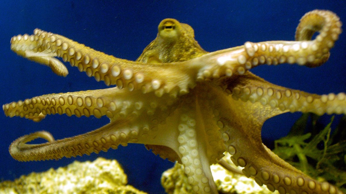 Scientists Named the Oldest Known Ancestor of the Octopus Family After Biden - Vimarsana News