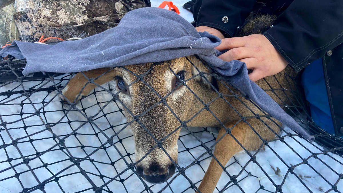 Scientists Test Bears, Deer for COVID, Watch for Possible Mutants – NBC Connecticut - Vimarsana News