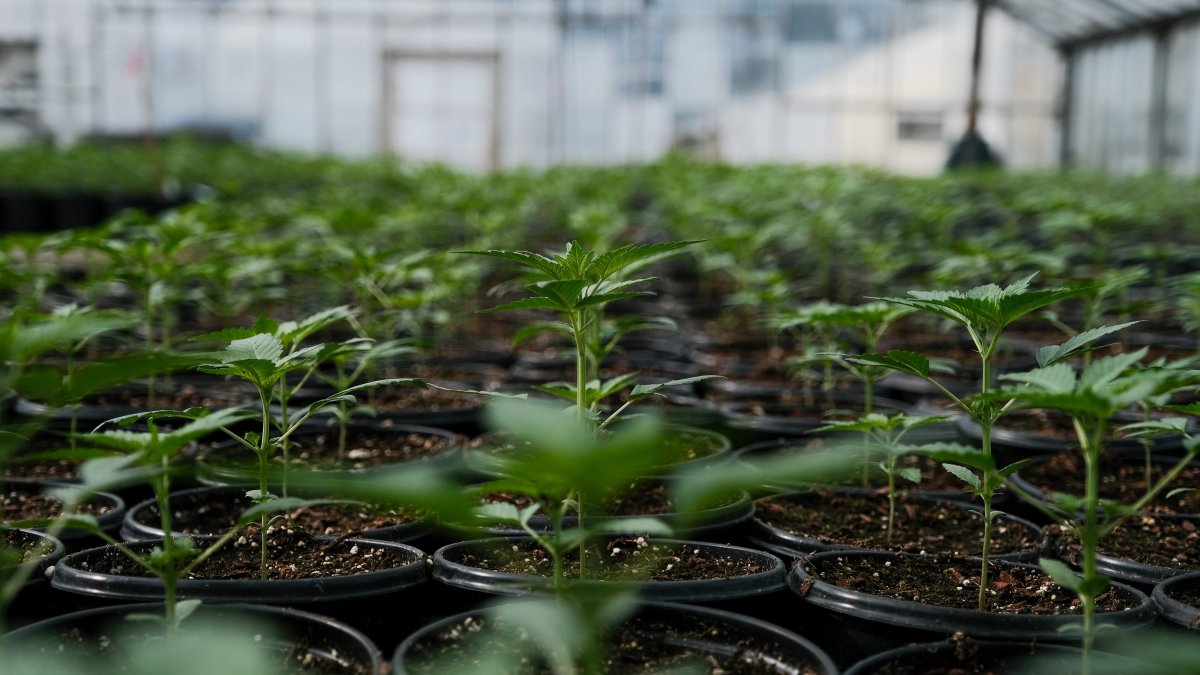 Proposed Legislation Could Create CT Cannabis Ombudsman Position - Vimarsana News
