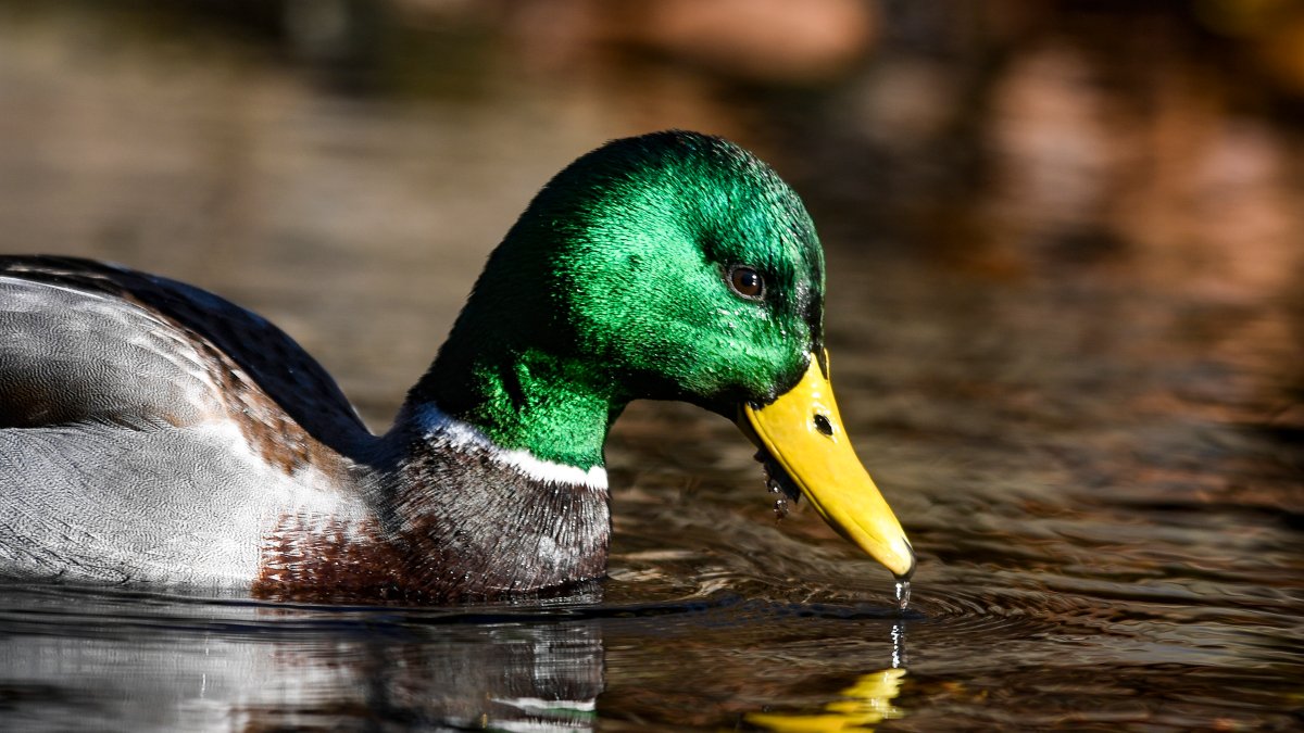 Bird Flu Found in Wild Ducks in Connecticut – NBC Connecticut