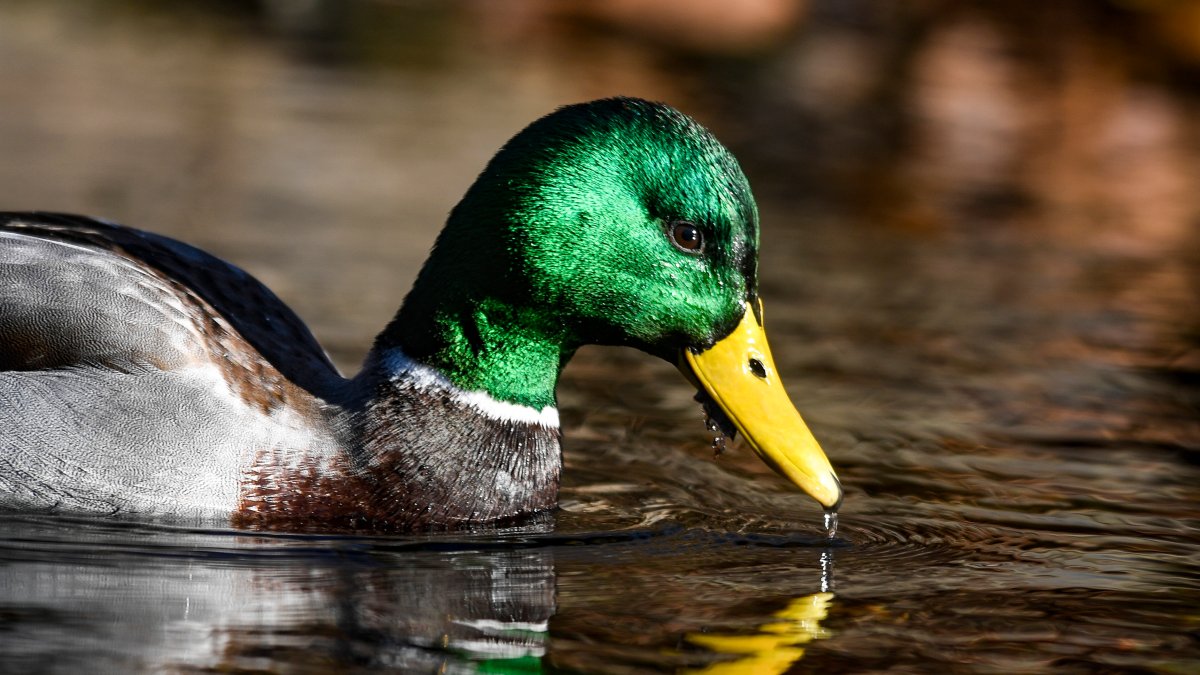 Bird flu found in wild ducks in Connecticut – NBC Connecticut