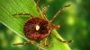 Start of spring means tick season is upon us