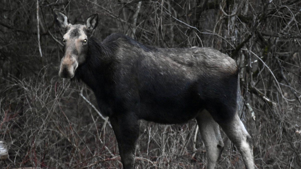 DEEP Warns Drivers to Watch Out for Moose Near Highways After Recent Sighting - Vimarsana News