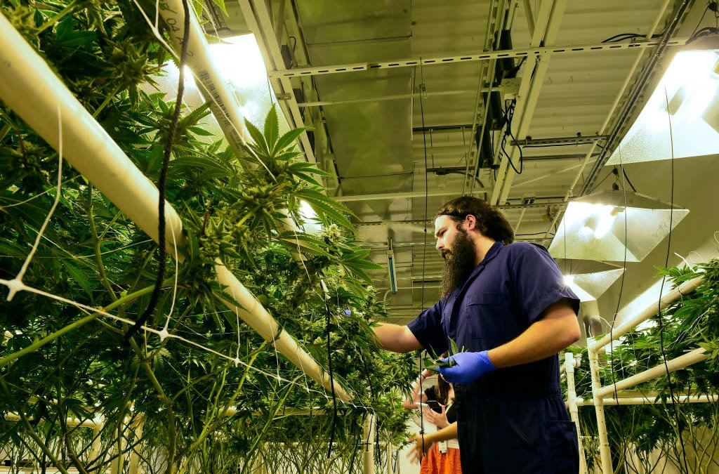 Recreational Cannabis Is About to Be Legal in New Jersey – Here's What You Should Expect, Dispensaries Say - Vimarsana News